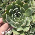 Echeveria Crystal Lover Silky Variegated