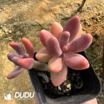 Pachyphytum Candy Beauty