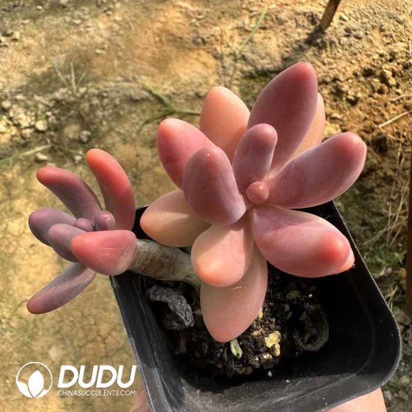 Pachyphytum Candy Beauty - Image 1