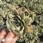 Echeveria Crystal Lover Variegated Double Head
