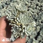 Echeveria Chrissy N ryan Variegated Clustering