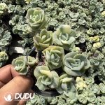 Echeveria Lovely Rose Variegated Clustering (Easily break. No returns for breaking.)