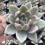 Echeveria Champagne Variegated