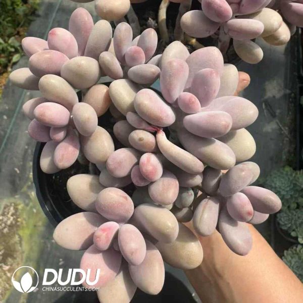 Graptopetalum amethystinum Clustering - Image 1