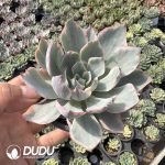 Echeveria Amistar Variegated