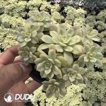 Echeveria Deren Oliver Variegated Clustering