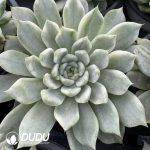 Echeveria Yu Yao Nu Variegated