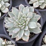 Echeveria Red Absinthe