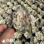 Echeveria Suyon Variegated Clustering