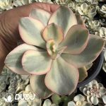 Echeveria Suyon Variegated