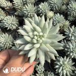 Sedeveria Harry Butterfield Variegated