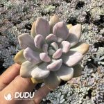 Graptoveria Opalina Variegated