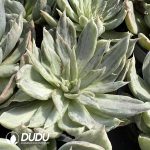 Echeveria agavoides Monstrose Variegated