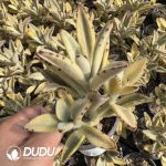Kalanchoe Bunny Variegated Clustering