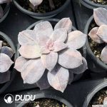 Graptopetalum Superbum Variegated