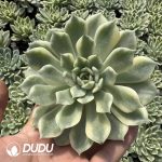 Echeveria Erika Variegated