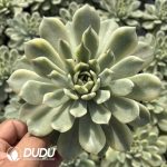 Echeveria Erika Variegated