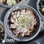 Echeveria Oliveira Silky Variegated