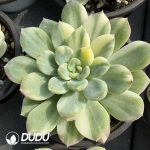Echeveria King Midas Variegated