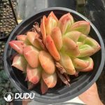Echeveria Champagne Double Heads