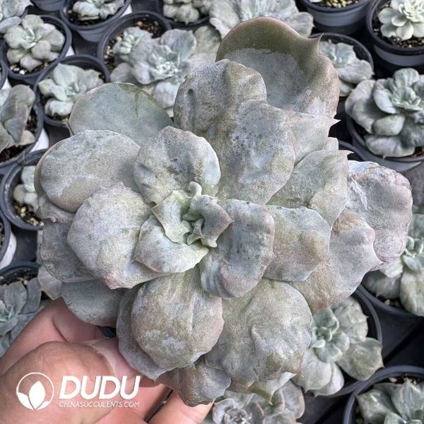 Echeveria Ruby Lace Variegated - Image 1