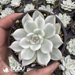 Echeveria Chihuahuaensis Variegated