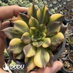 Echeveia Black Prince variegata