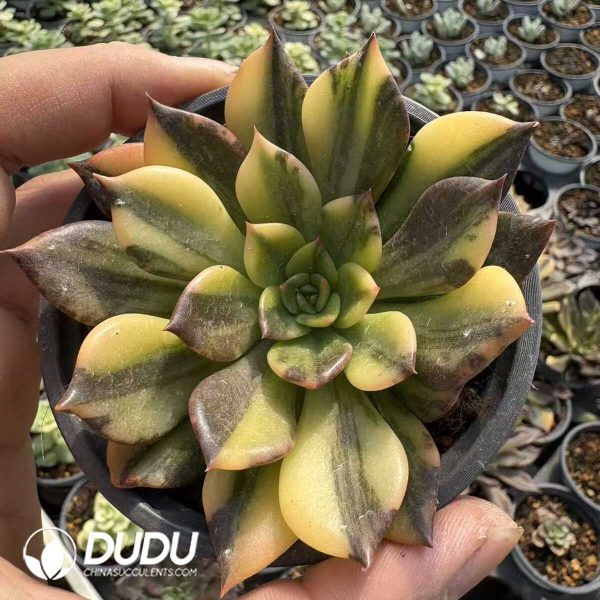 Echeveia Black Prince variegata - Image 1