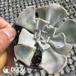 Echeveria Thriller Pearl