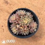 Echeveria Mebina Variegated Clustering