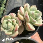 Echeveria Vanilla Double Heads