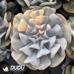 Echeveria Exotic Variegated