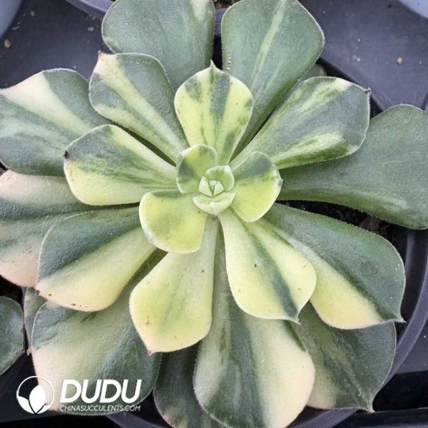 Echeveria Joan Daniel Variegated - Image 1