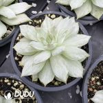 Echeveria Lotus Lantern Variegated