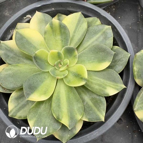 e201-1208.jpg Echeveria Ben Badis Variegated - Image 1