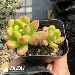 Sedum Shangri La Double Heads