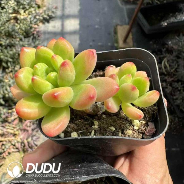 Sedum Shangri La Double Heads - Image 1