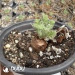 Pelargonium hortorum