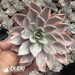 Echeveria Hera Variegated