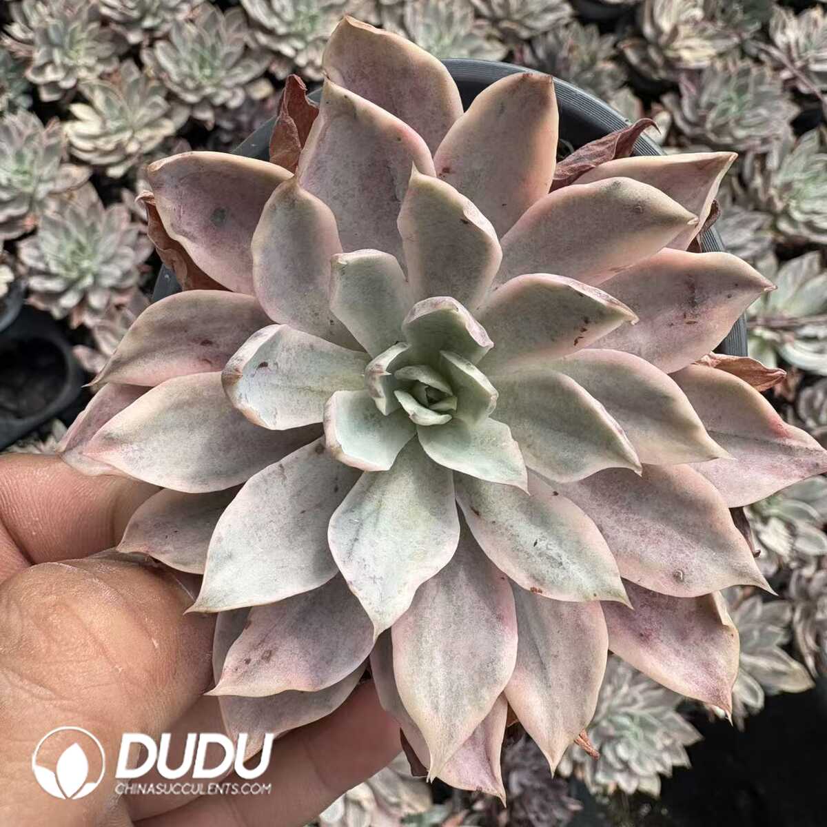 e201-1212.jpg Echeveria Hera Variegated - Image 1