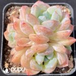 Echeveria Gangyi Clustering