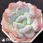 Echeveria Fragrant Orange