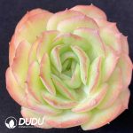 Echeveria Morning Light