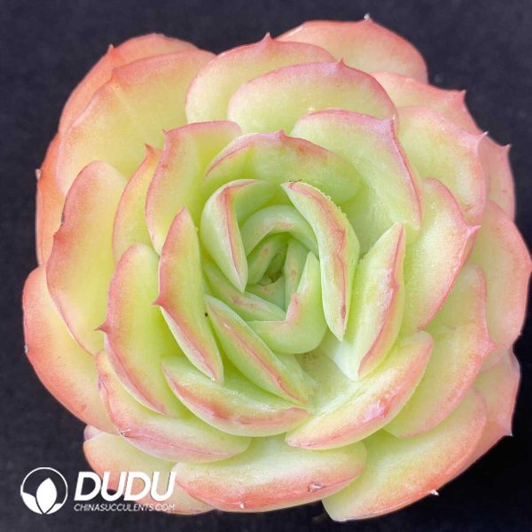 e201-1219.jpg Echeveria Morning Light - Image 1