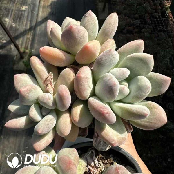 Pachyveria Perfume Clustering - Image 1