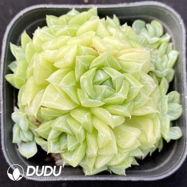 e201-1222.jpg Echeveria White Swan Clustering - Image 1