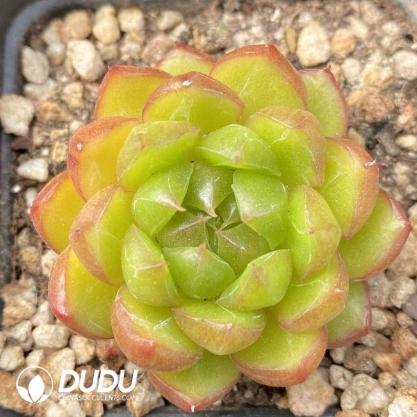 e201-1223.jpg Echeveria Jelly Jenny - Image 1