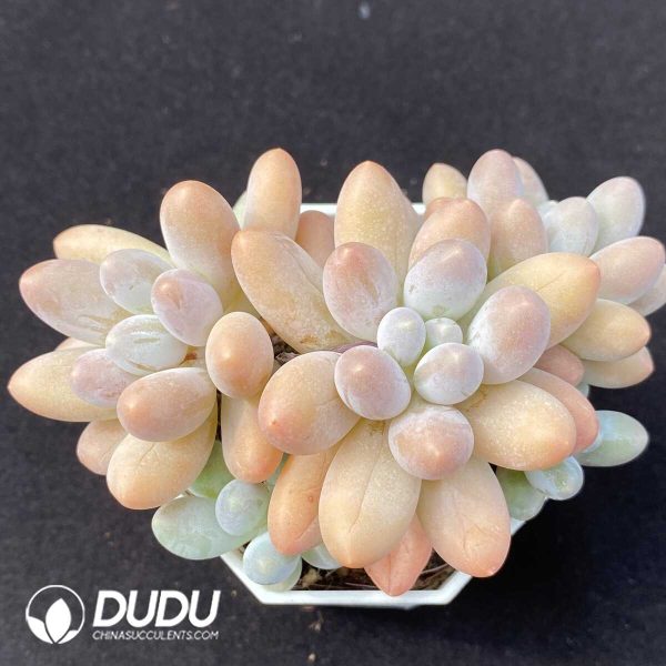 Pachyphytum Pink Lover Clustering - Image 1