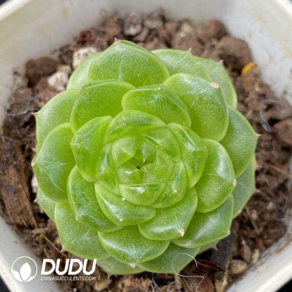Echeveria Audemars Piguet - Image 1