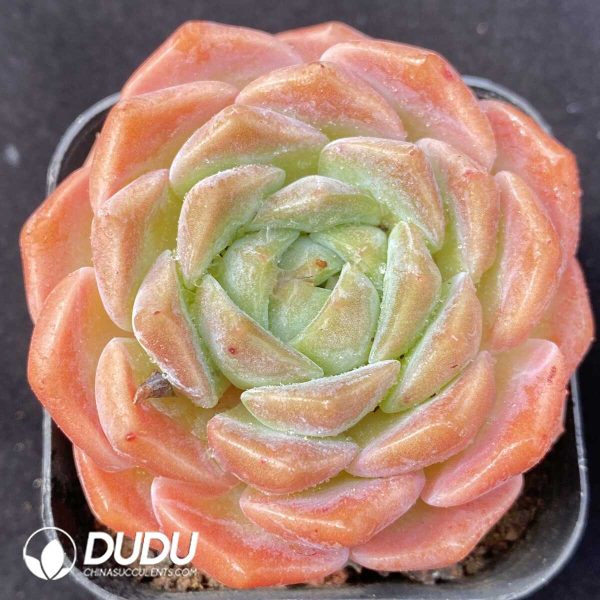 Echeveria Innocence - Image 1